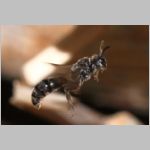 Psenulus sp - Grabwespe 06e 8-9mm.jpg